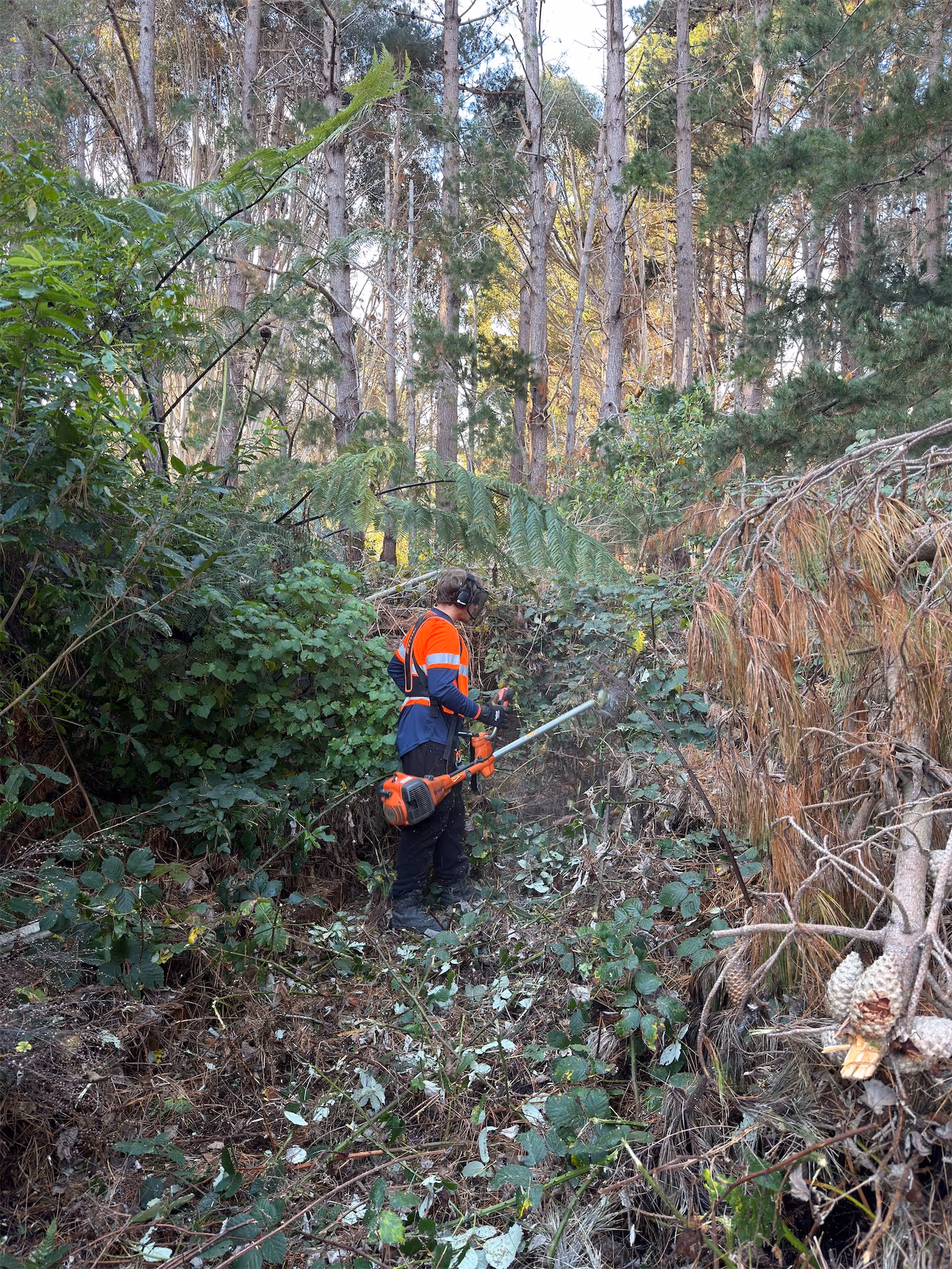 Dense vegetation and scrub being cleared from a section