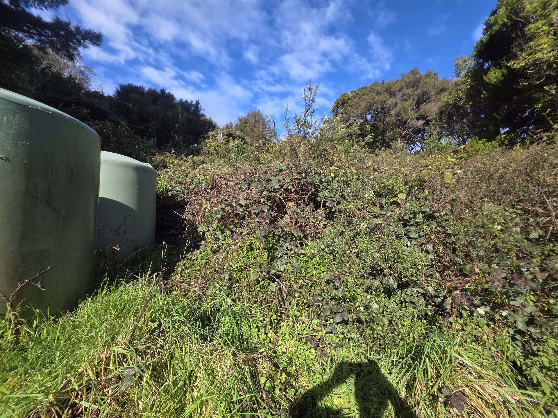 Dense blackberry and scrub around the water tanks before clearing