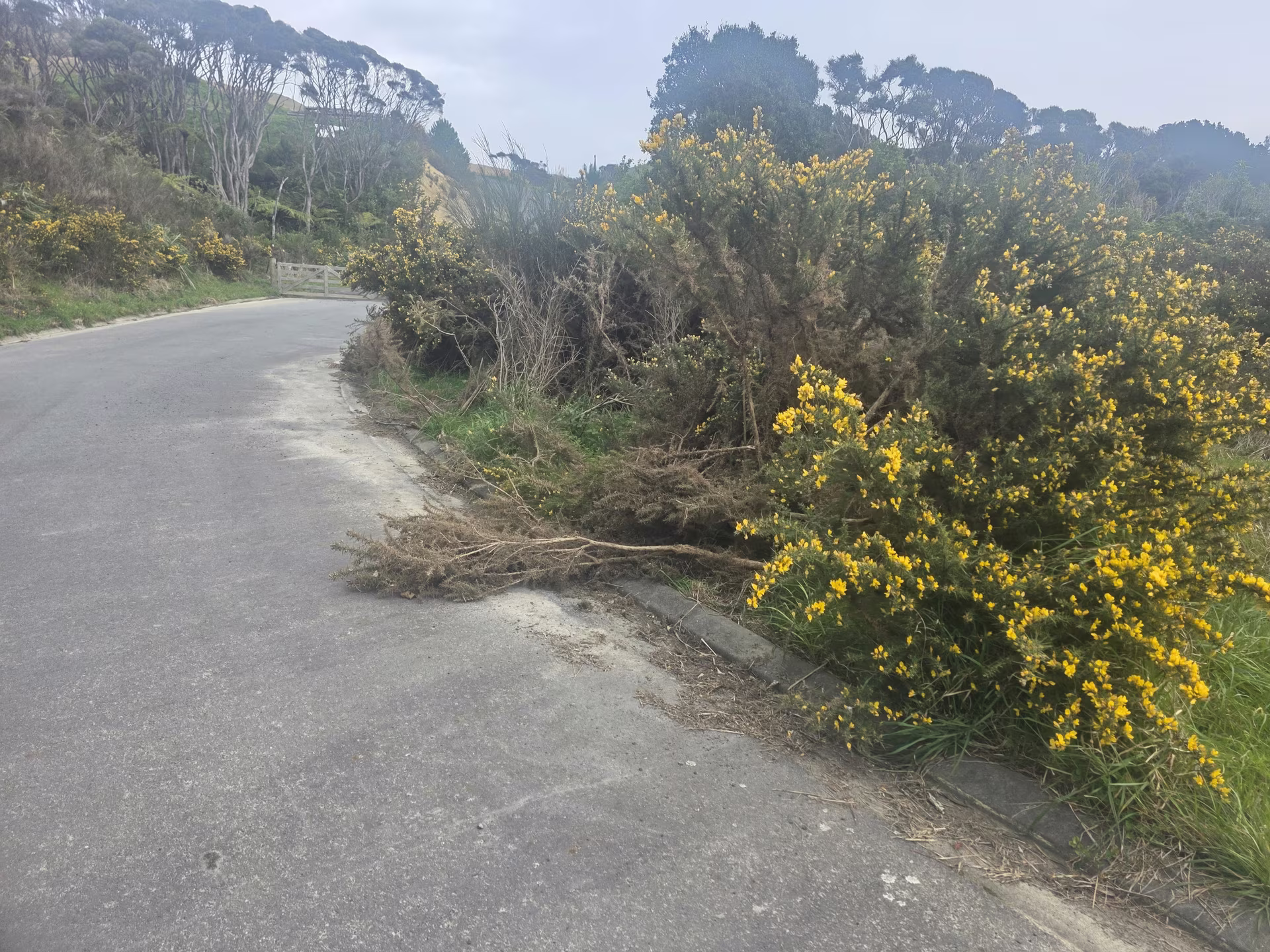 Dense gorse spilling over the kerb near the entrance