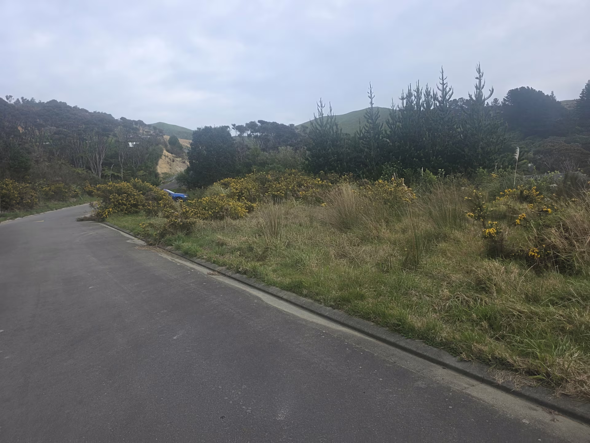 Gorse and long grass covering the roadside verge before clearing