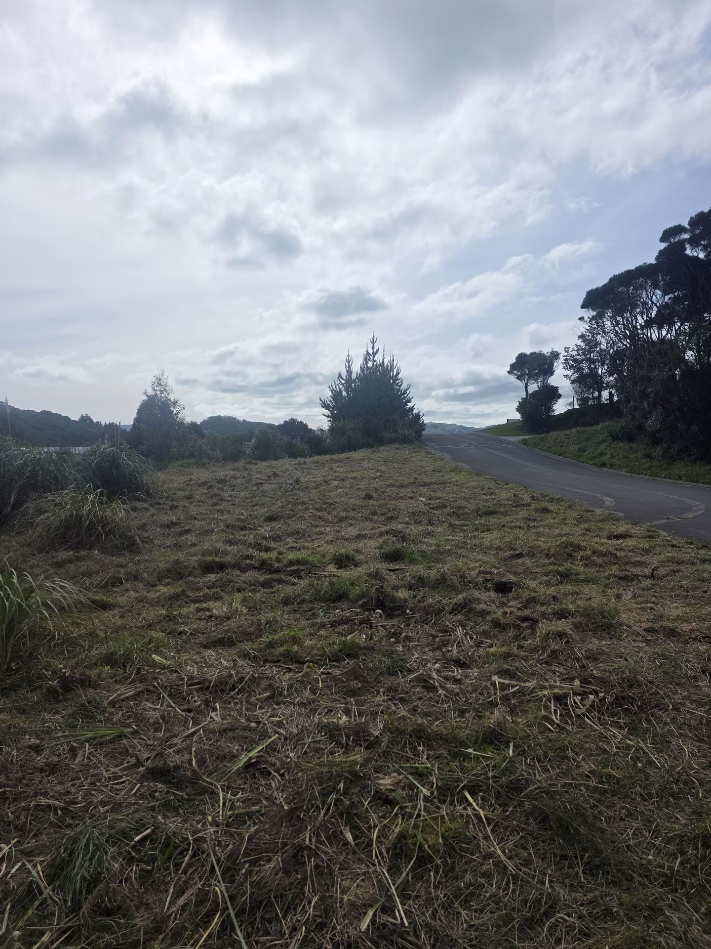 The uphill roadside after gorse clearing