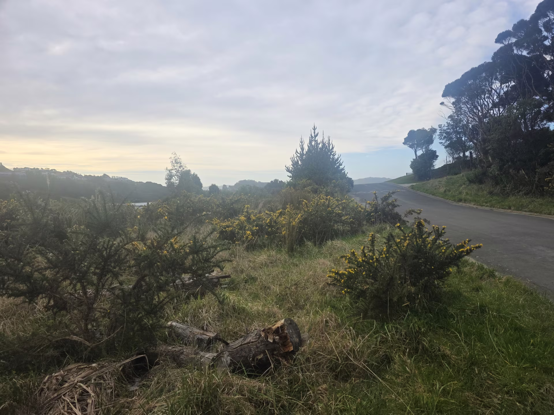 Gorse and overgrown grass beside the uphill stretch of road