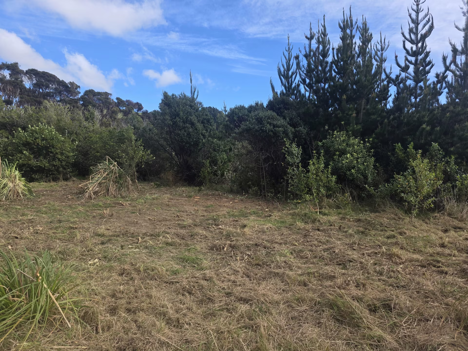 Open ground beneath the same tree line after gorse clearing