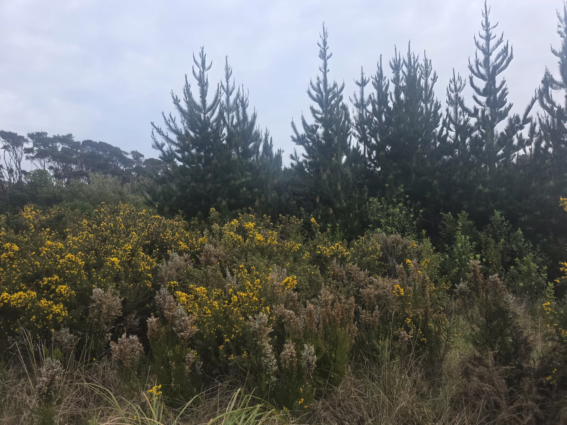 Flowering gorse covering the ground in front of the tree line